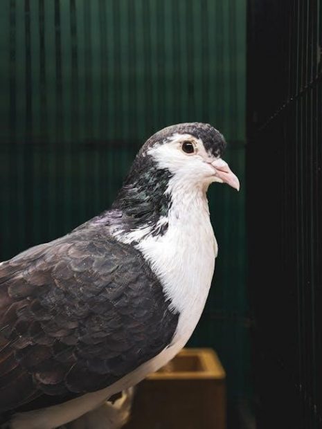 i know why the caged bird sings pdf