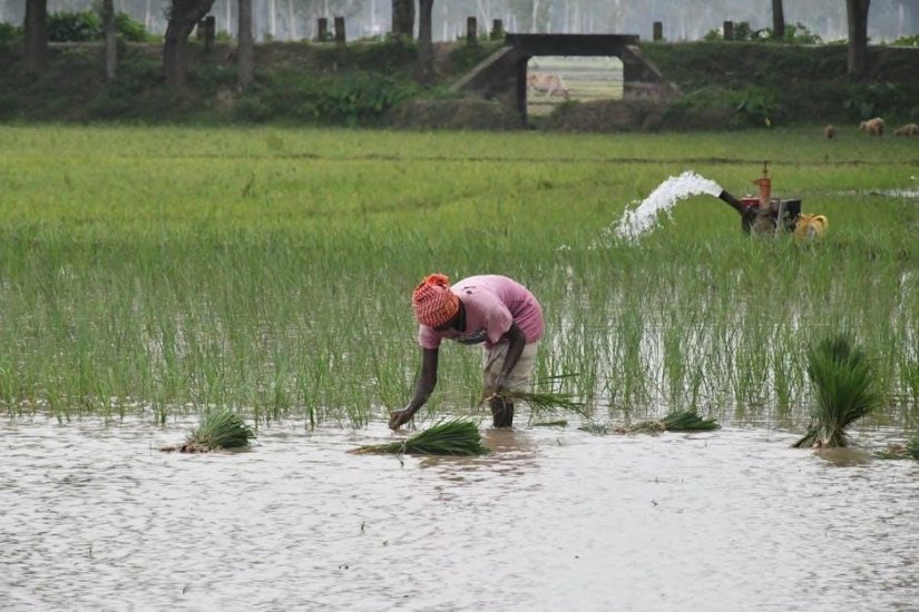 green life rice cooker manual pdf