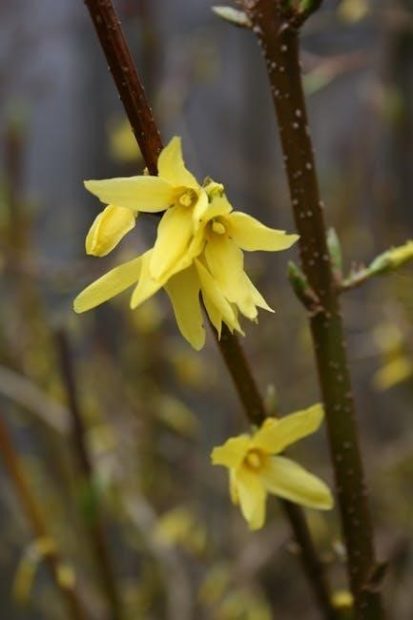 instructional fair inc biology if8765