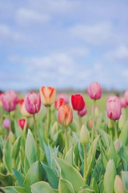 greenhouse assembly instructions pdf